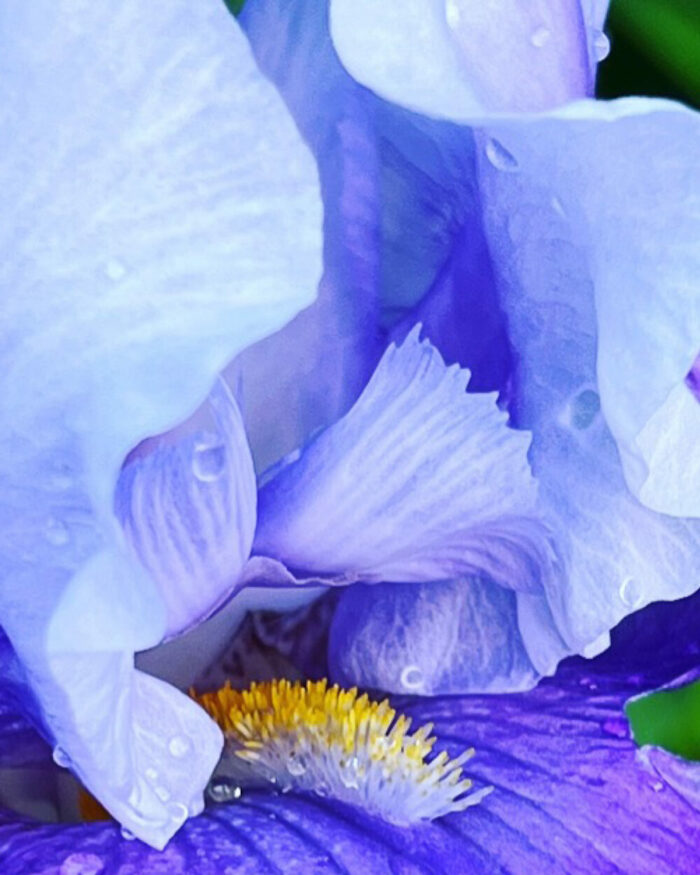 close up of blue bearded iris flower