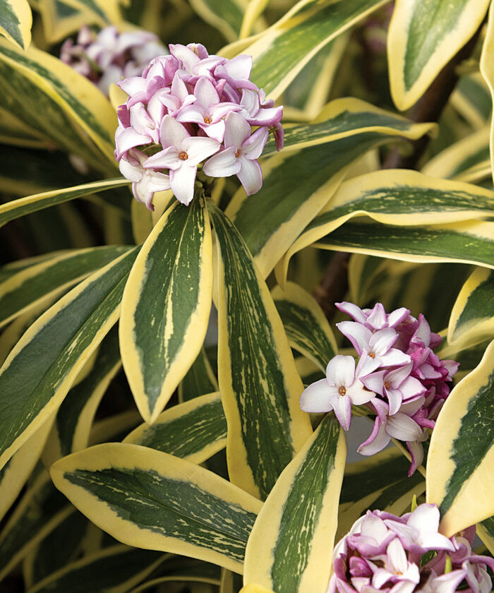 Best New Plants for 2023 Exciting Options for This Season Fine Gardening