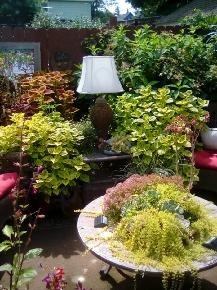 outdoor room covered in plants