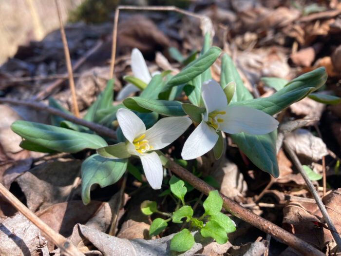 close up of two snow trillium flowers