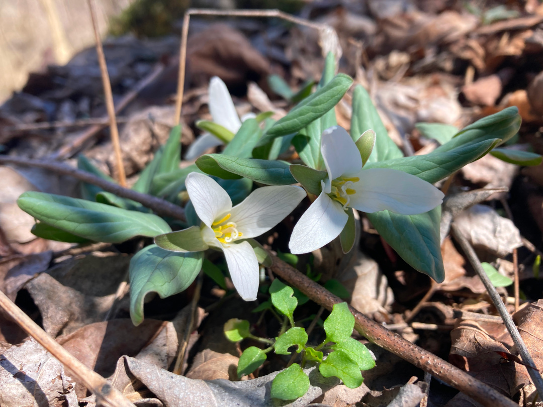 First flowers online of spring