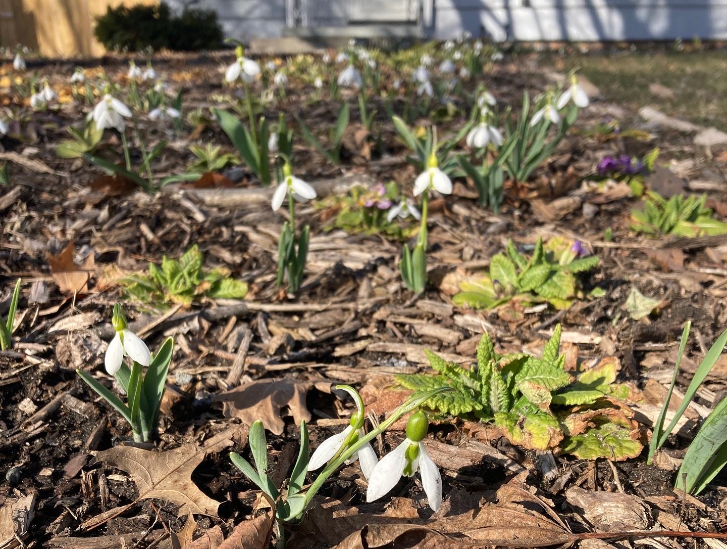 Early Spring in Pennsylvania - FineGardening