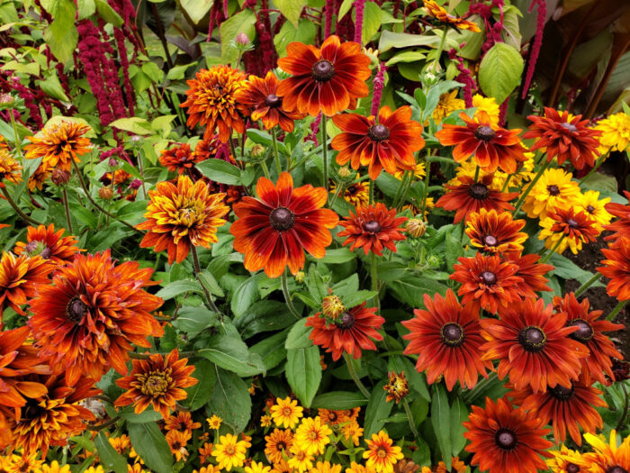 close up of various red orange and yellow annual flowers