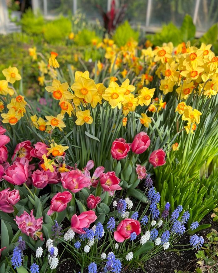 close up of yellow pink and blue spring bulbs