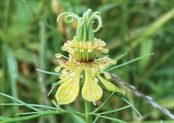 yellow fennel flower