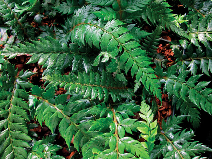 evergreen fern