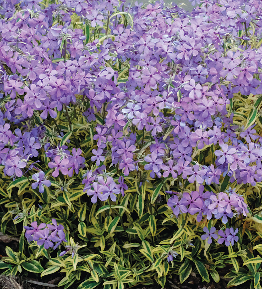 Blue Ribbons Woodland Phlox - Plant