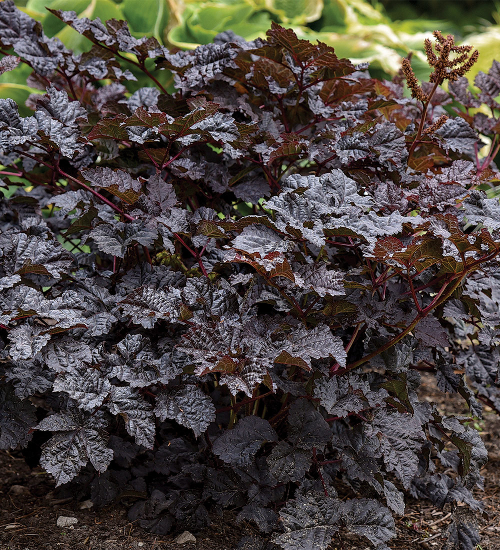 Dark Side of the Moon' - Astilbe hybrid