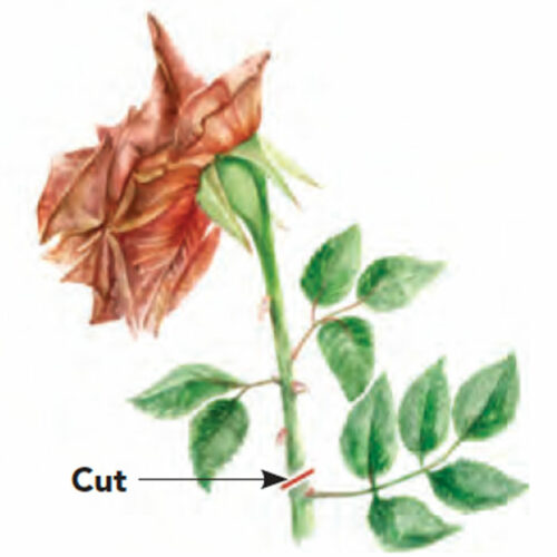 Simple Approaches to Rose Pruning - Fine Gardening