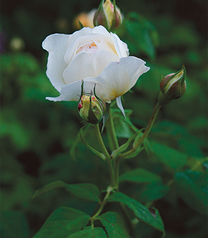 Twilight Zone Rose - Grandiflora - Very Fragrant – Heirloom Roses