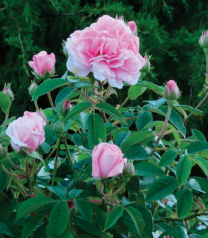 Why are Some Roses Fragrant & Others Aren't? At Nature Hills