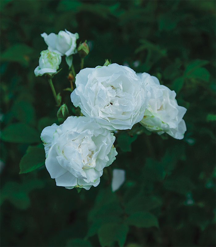 The Ivory Rose Bouquet – Paul Thomas Flowers