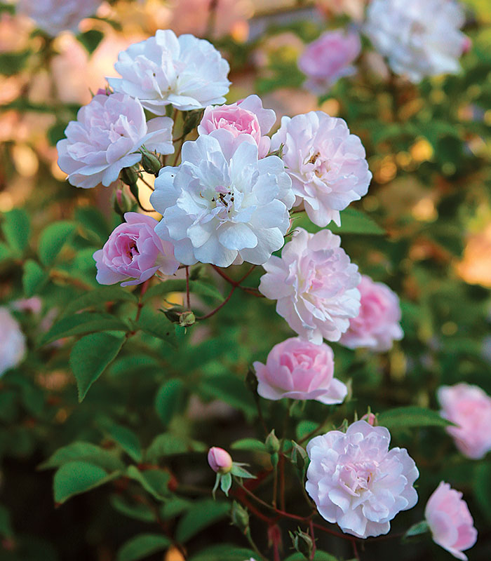 Prosperity' Hybrid musk rose - FineGardening