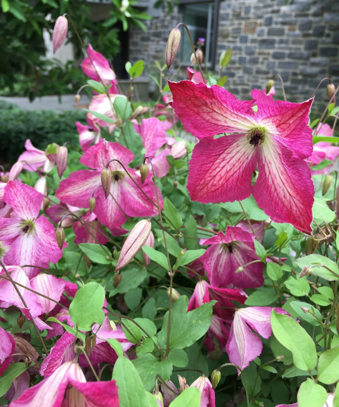 I Am Happy clematis