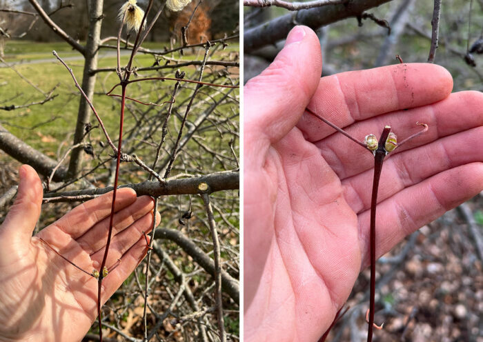 An Easy Approach To Clematis Pruning - Fine Gardening