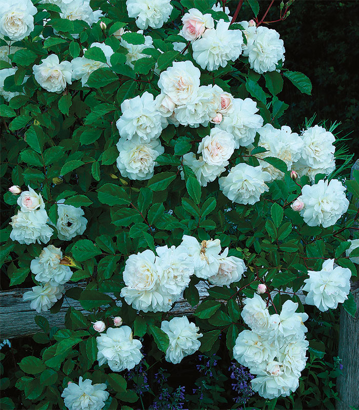 Low-Maintenance Roses With Incredible Fragrance - FineGardening