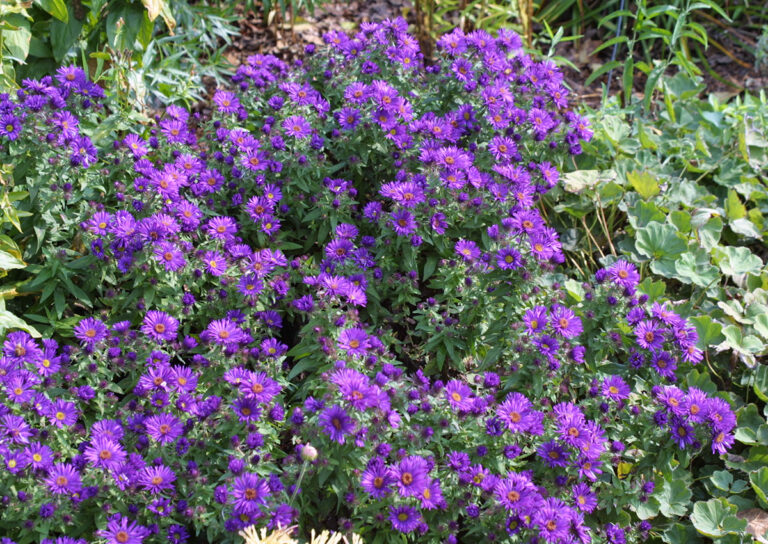 20 Great Plants for Butterflies Fine Gardening