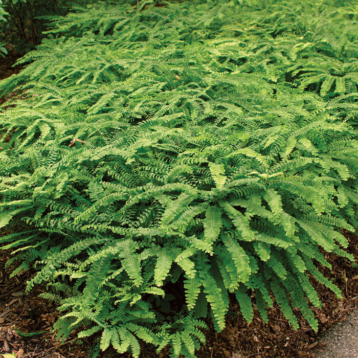 Maidenhair fern