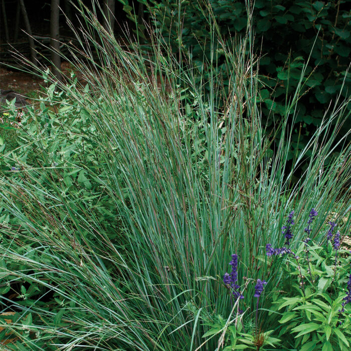 Little bluestem