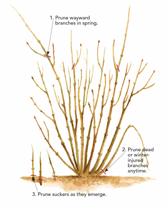 how to prune illustration