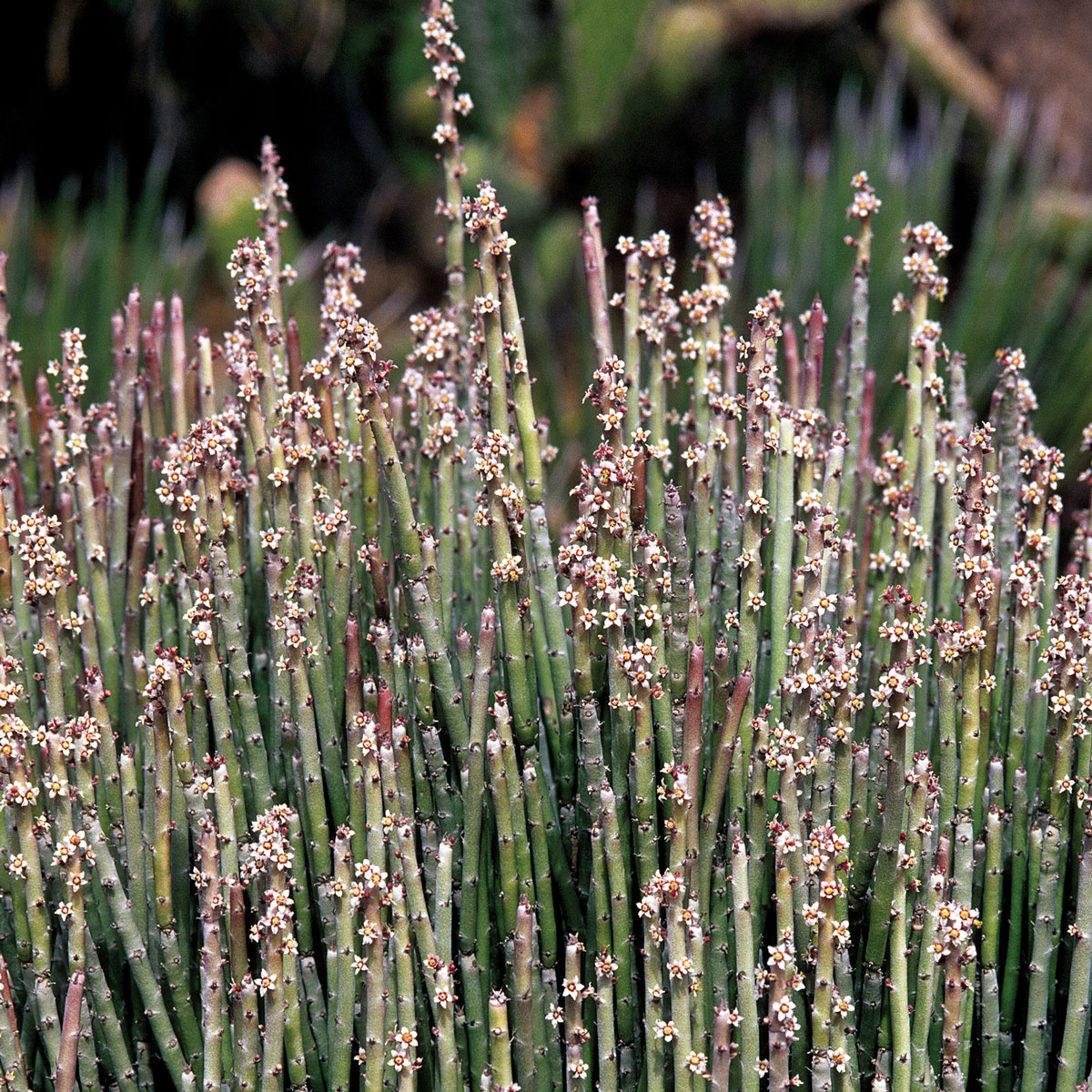 Candelilla Wax - Little Green Workshops