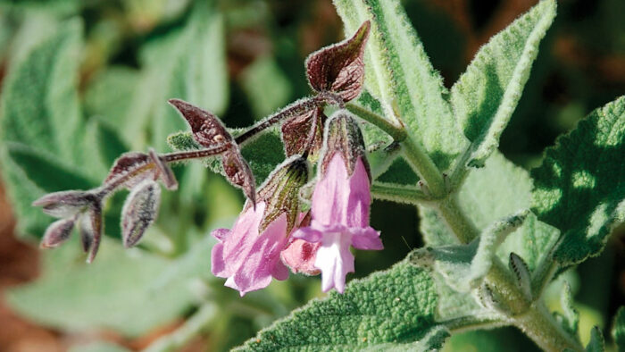 ‘El Tigre’ fragrant pitcher sage