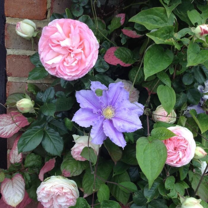 close up of light pink rose with light purple clematis