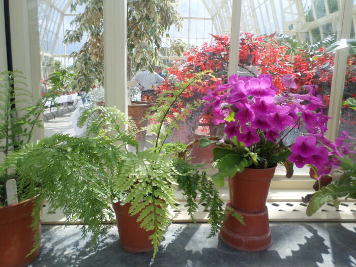 GPOD on the Road: The National Botanic Gardens of Ireland - Fine Gardening