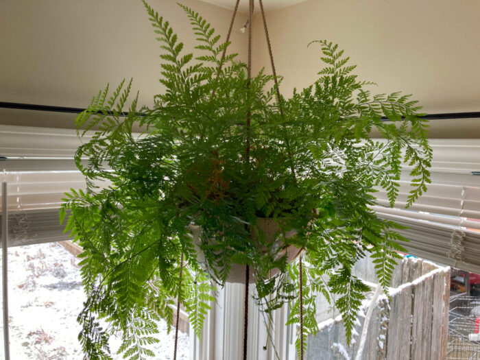 Rabbits foot fern growing in a hanging basket inside