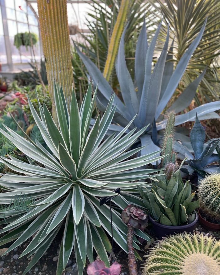 smaller potted plants next to a large variegated agave