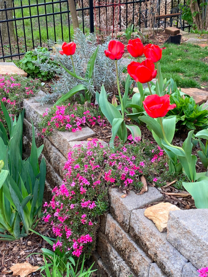 bright red tulips and pink phlox planted at the edge of a retaining wall