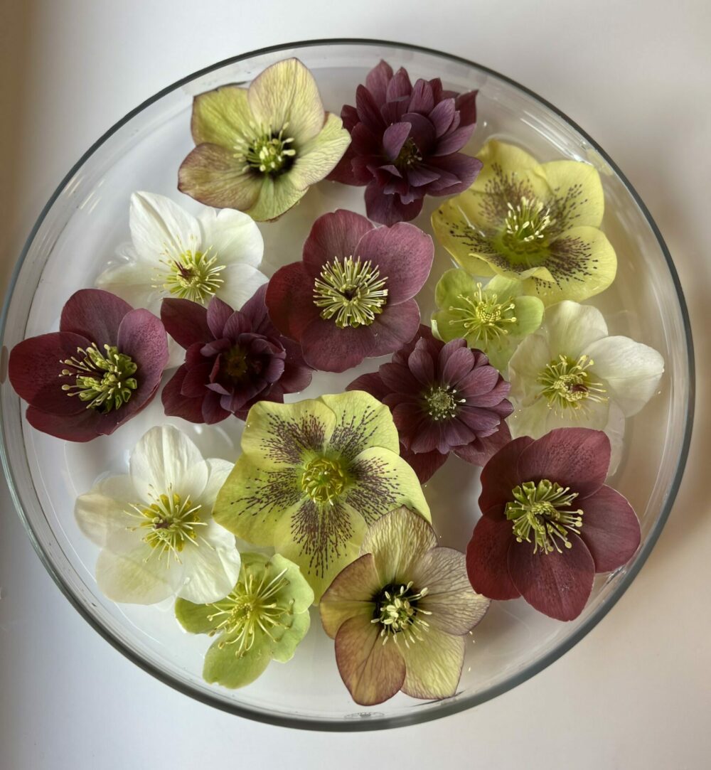 various cut hellebore flowers in a bowl