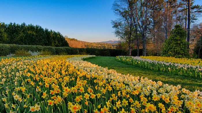 large display of daffodils at Gibbs Gardens