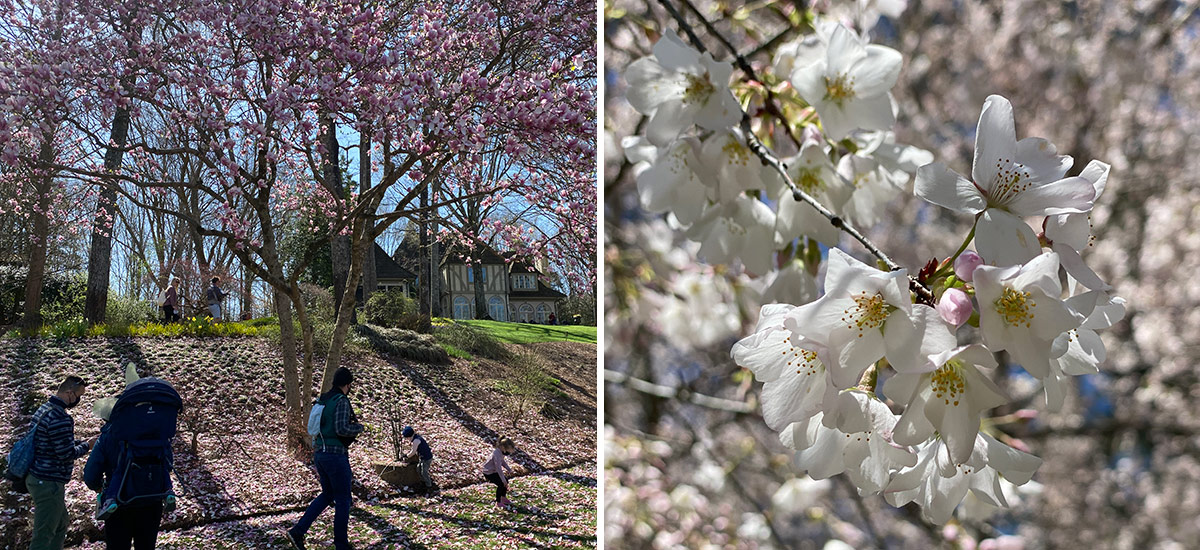 spring flowering trees at Gibbs Gardens