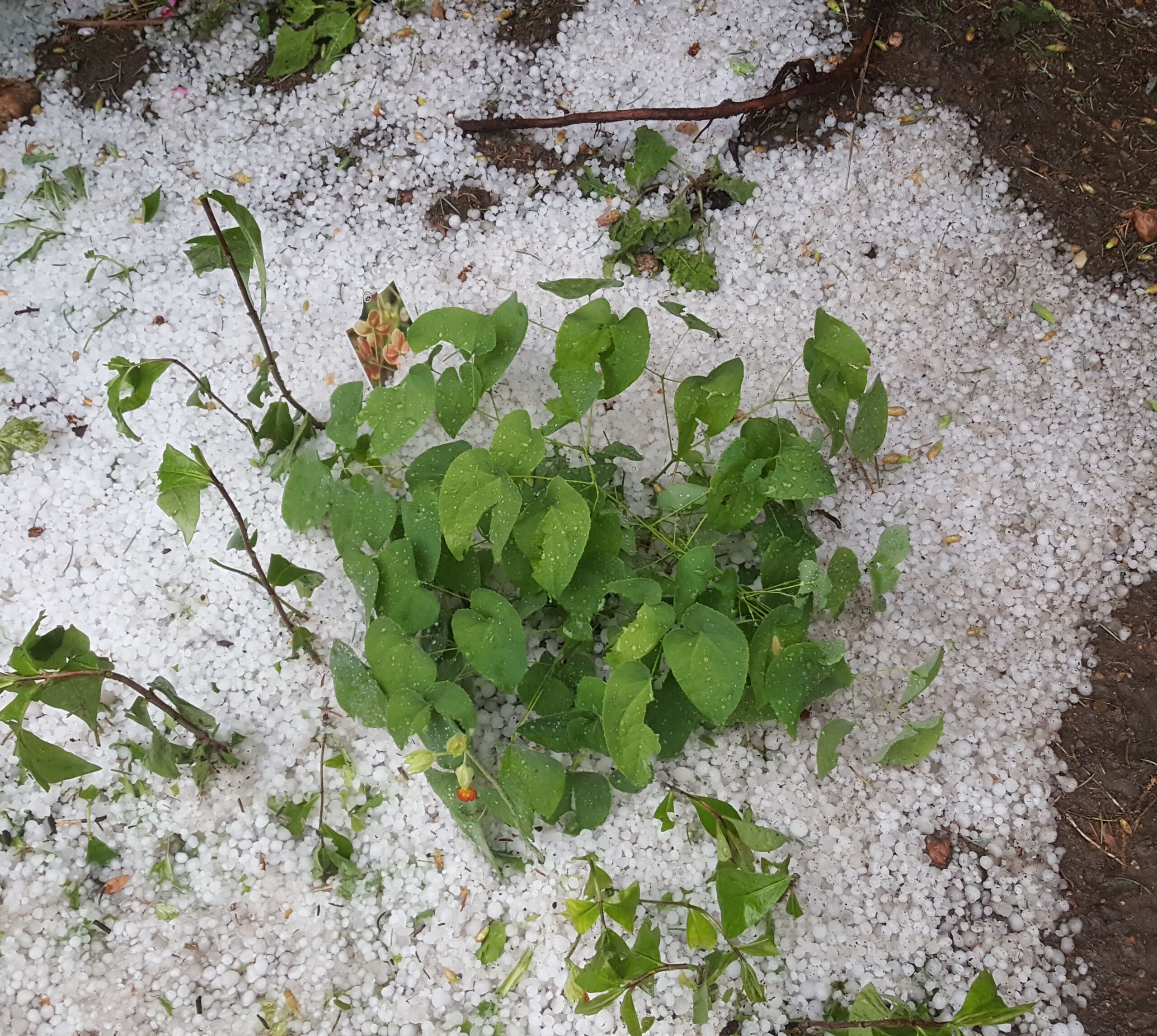 Epimedium 'Orange Queen' after hail.