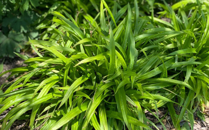 native sedges