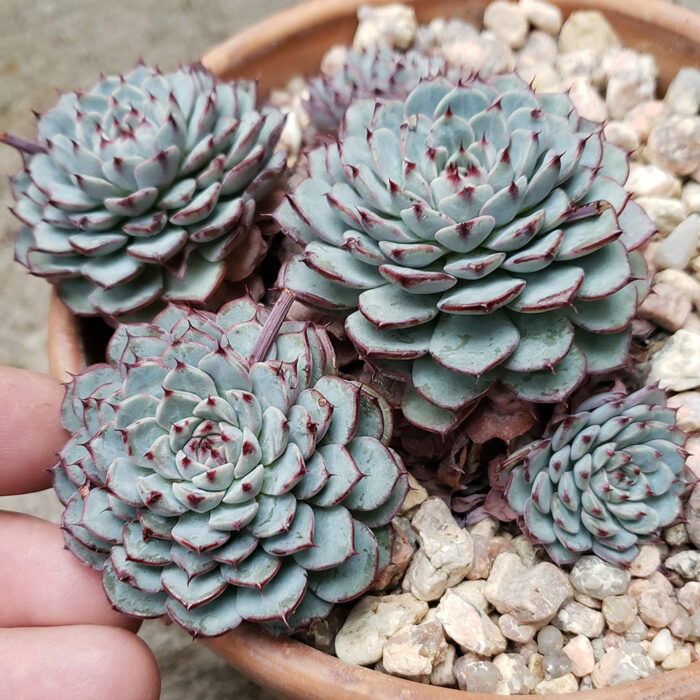 growing echeverias