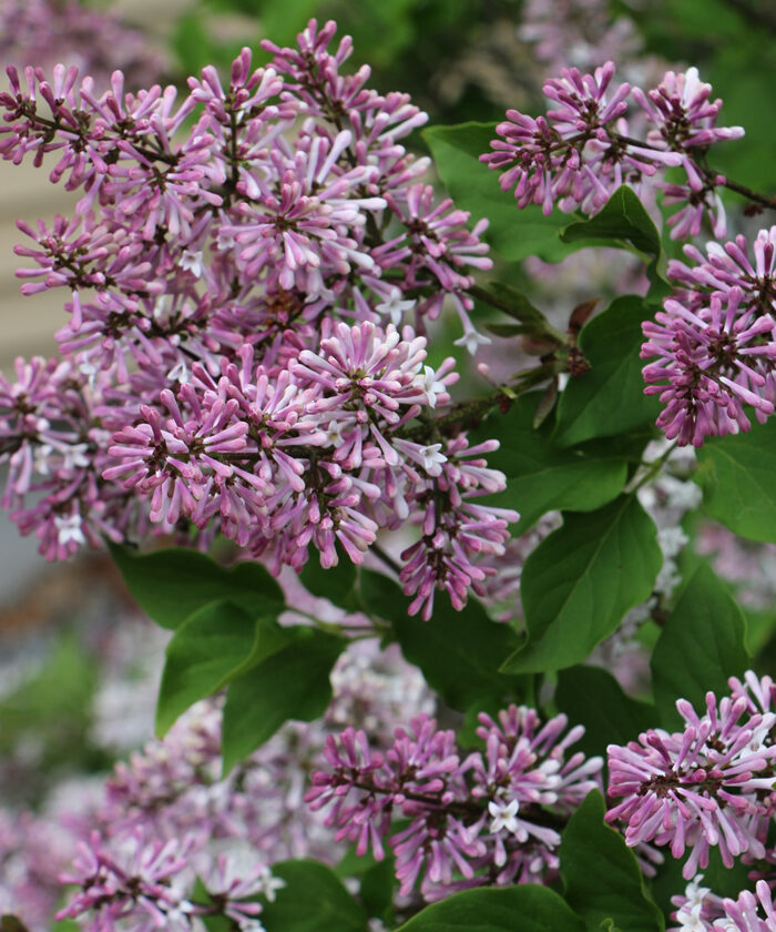 Lilacs How to Grow Them and Favorite Varieties Fine Gardening