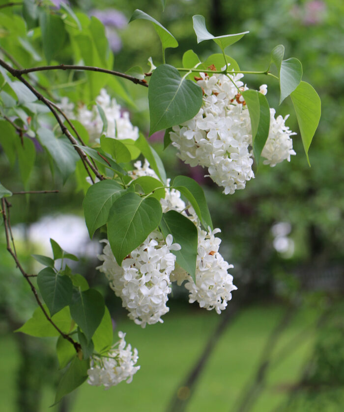 Lilacs: How to Grow Them and Favorite Varieties - Fine Gardening