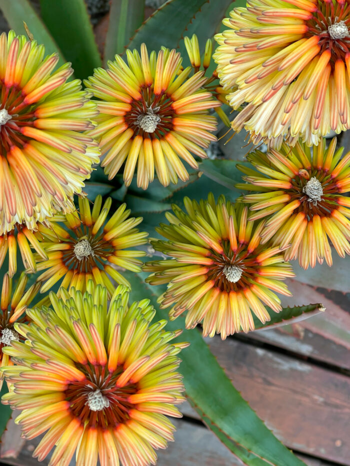 close up of aloe flower spires from above