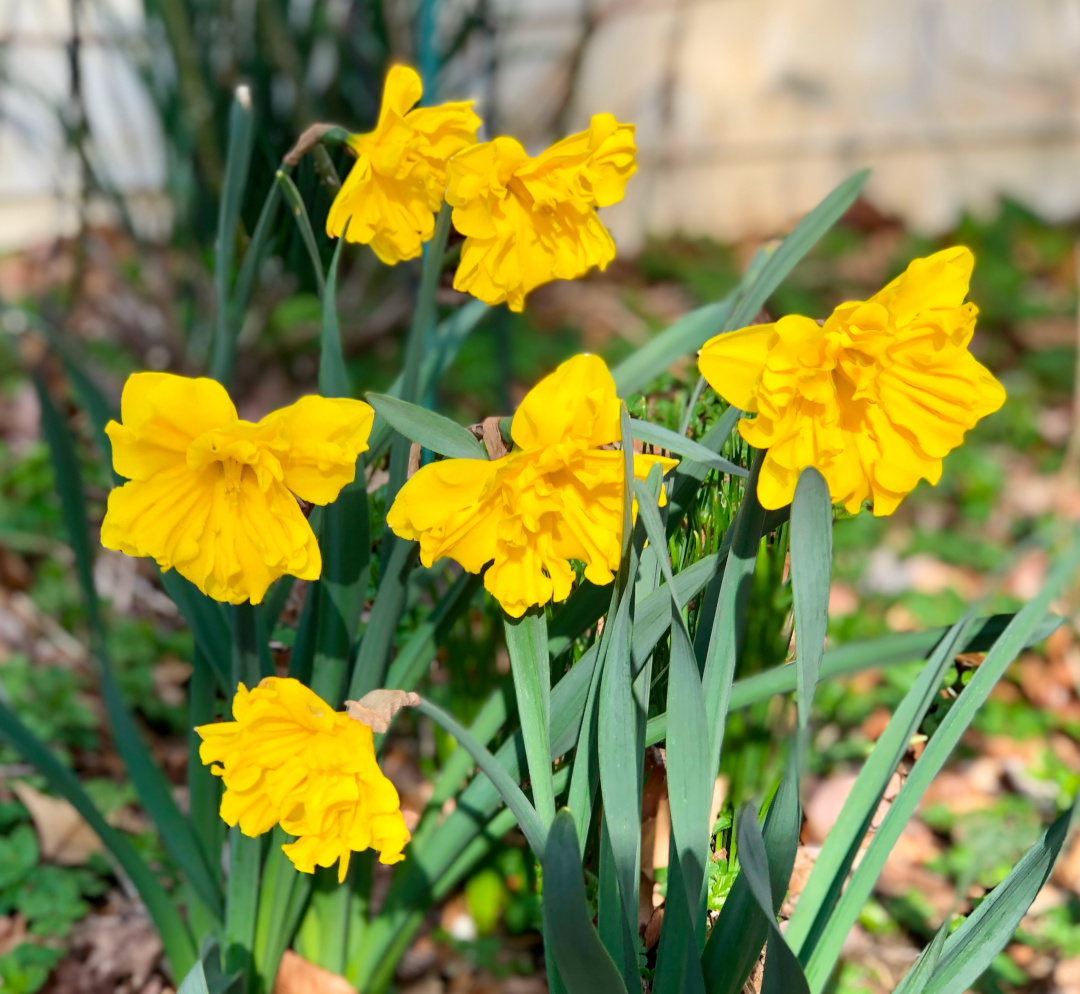 Daffodils Chicago Botanic Garden