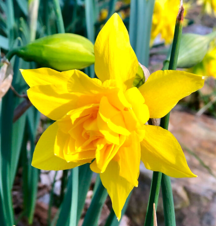 close up of double-flowered daffodil