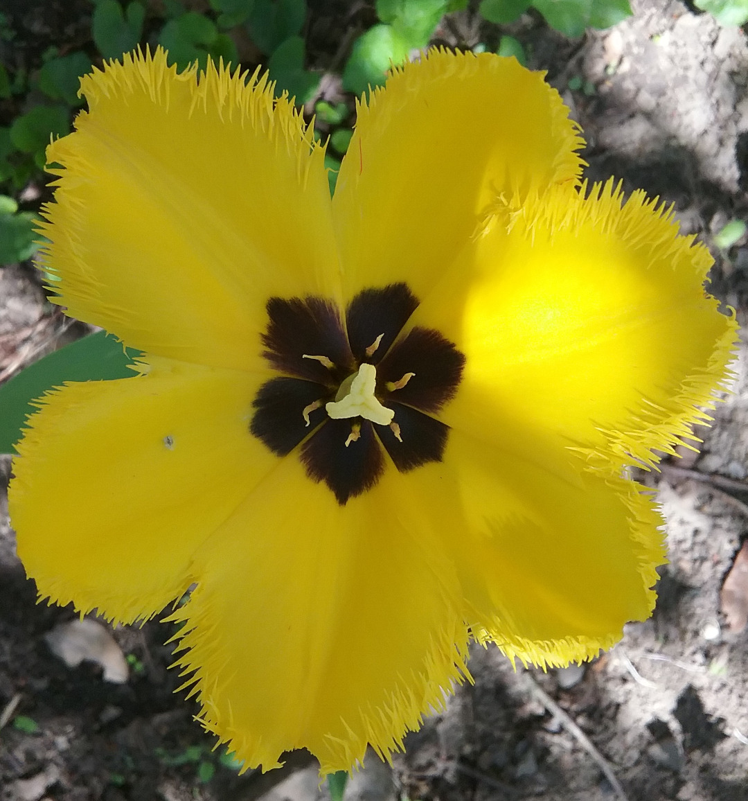 close up of yellow tulip from above