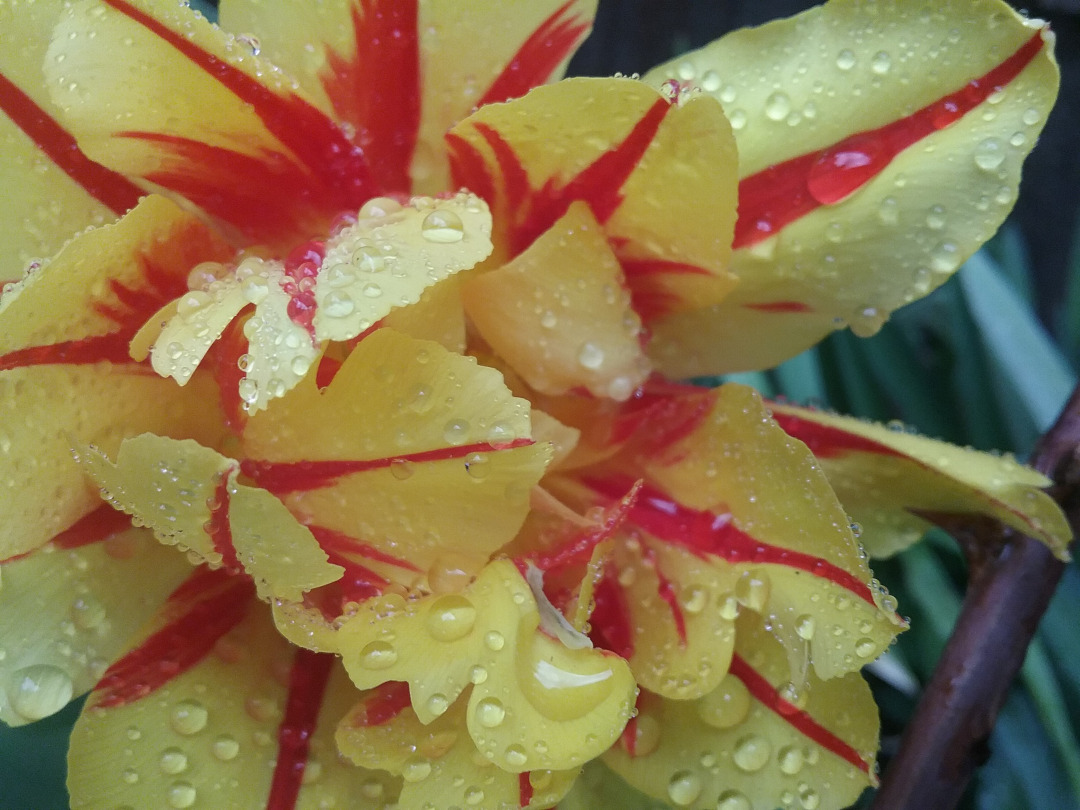 close up of yellow and pink double-flowered tulip