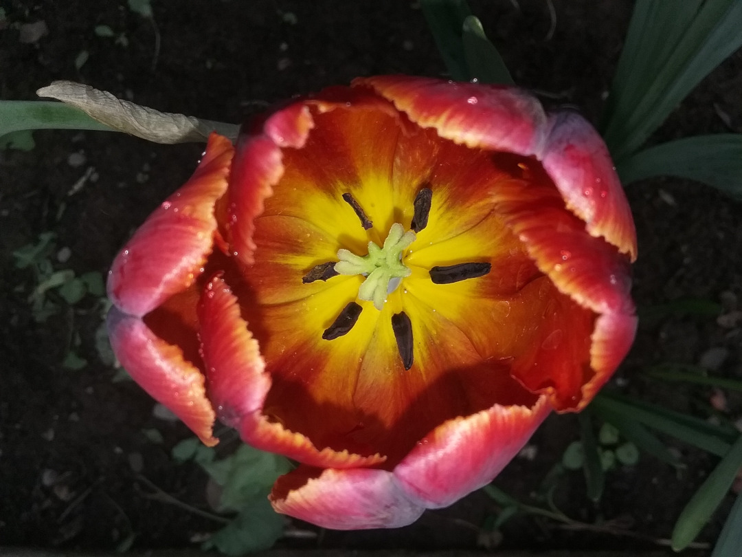 close up of pink tulip with yellow center