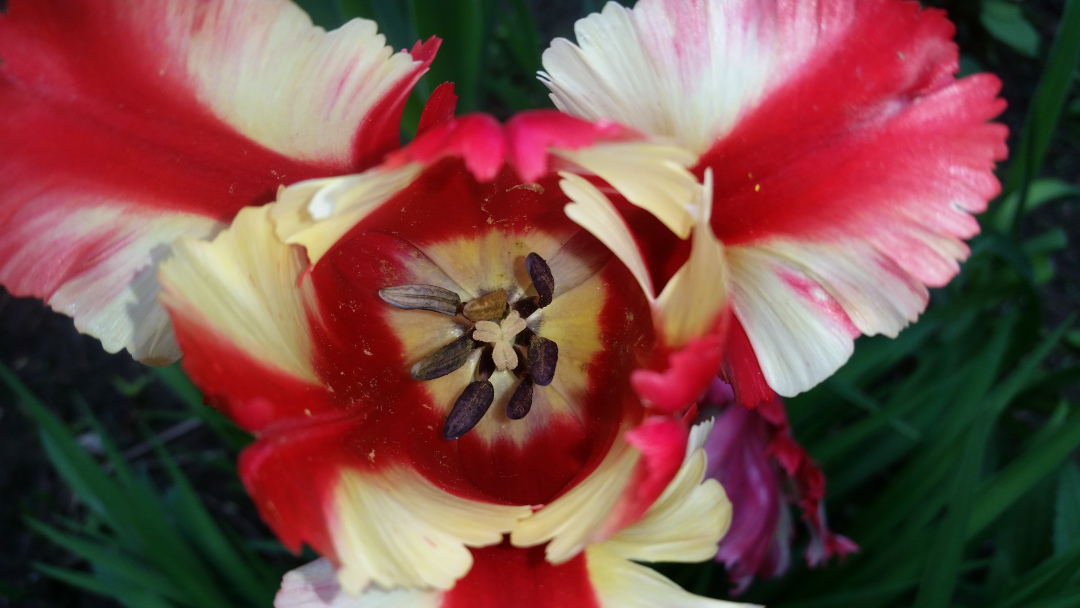 close up of white and red parrot tulip from above