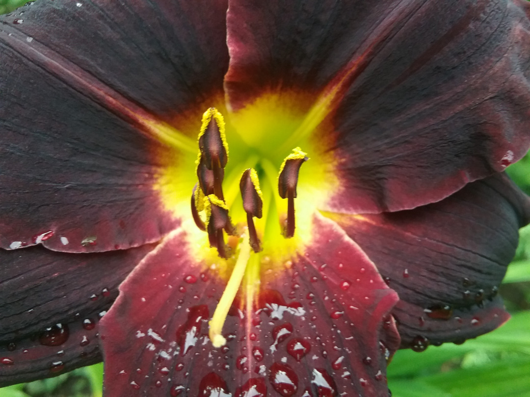 close up of dark red daylily with yellow-green center