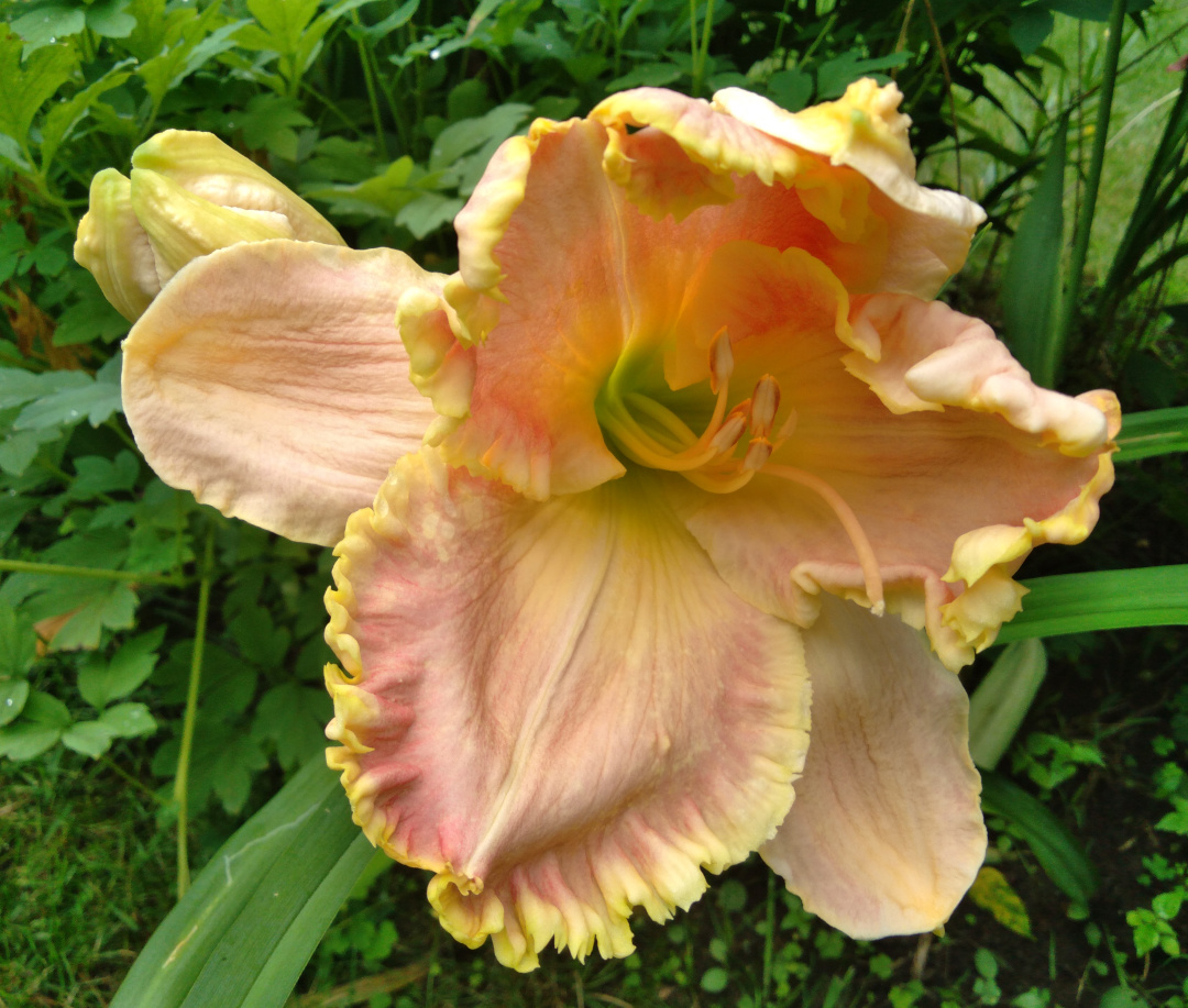 close up of peach daylily with ruffled petals