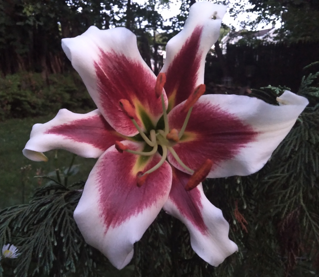 close up of dark pink and white lily