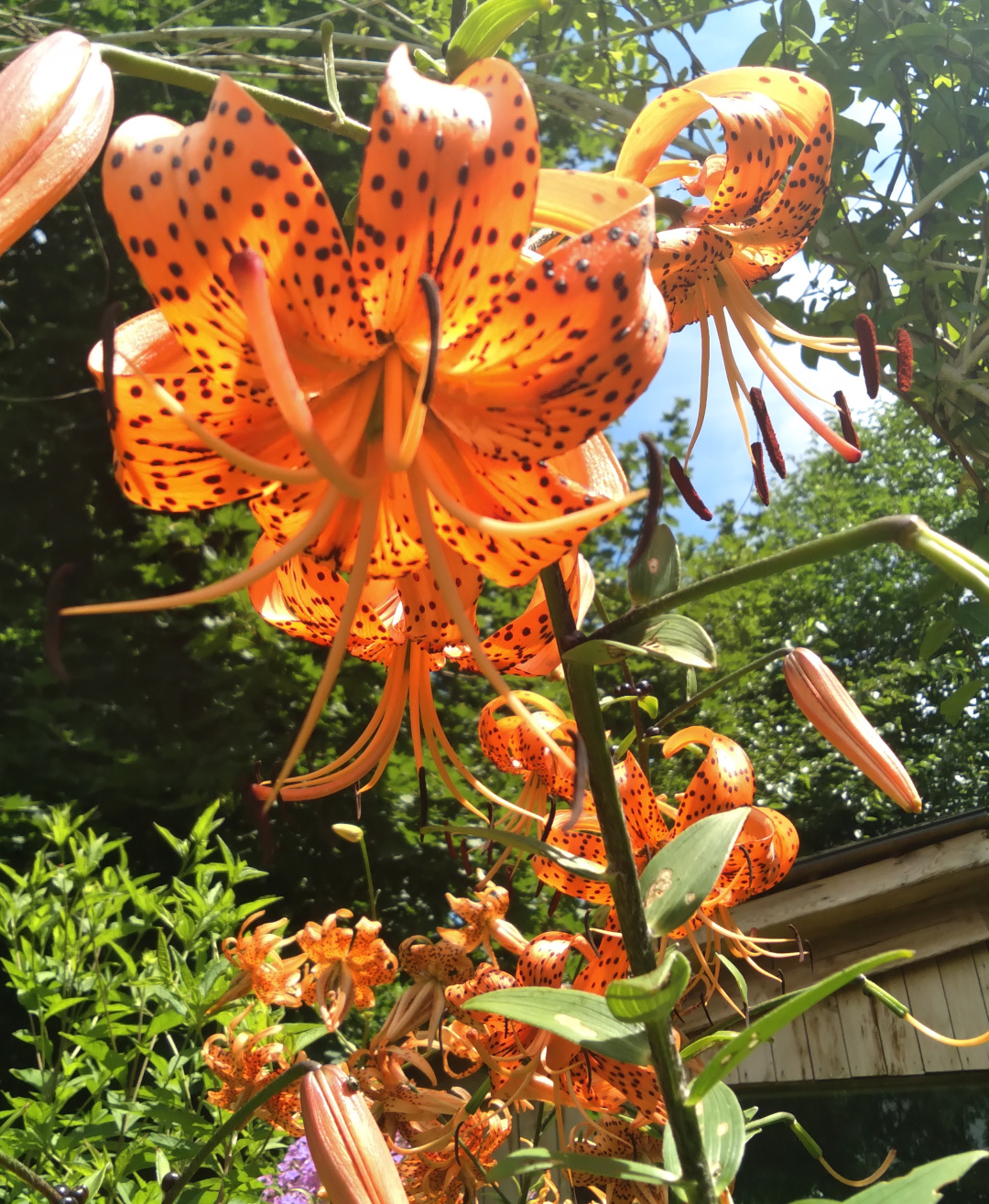 close up of Tiger lily